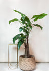 Kunstplant Alocasia, olifantsoor met pijlvormig blad, 180 cm