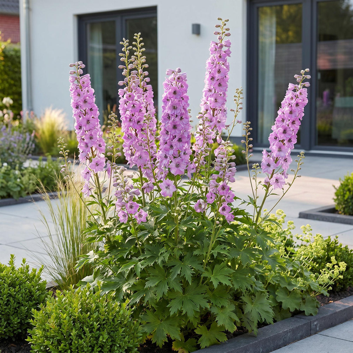 Ridderspoor (P) Astolat, met roze bloemen, groeiwijze van de plant