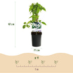 Productafbeelding van Pureplant