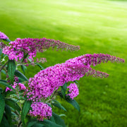 Buddleja davidii Pink Delight