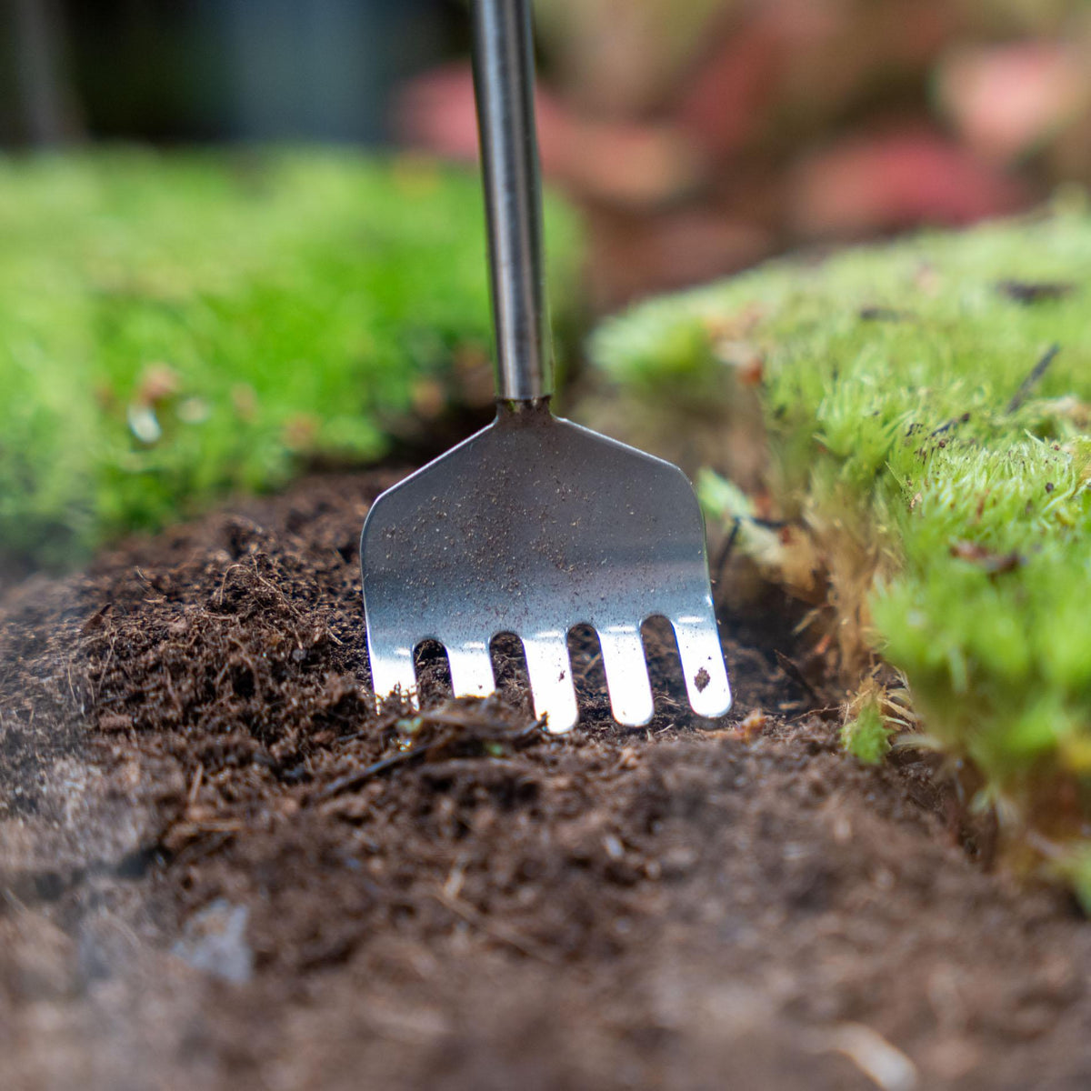 Terrarium Tool - Hark, plant in pot