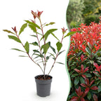 16x Glansmispel Carre Rouge voor de haag, plant in pot