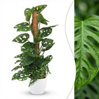 Monkey Mask (Monstera Adansonii Mosstok) met witte pot, kenmerkend blad