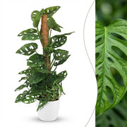 Monkey Mask (Monstera Adansonii Mosstok) met witte pot