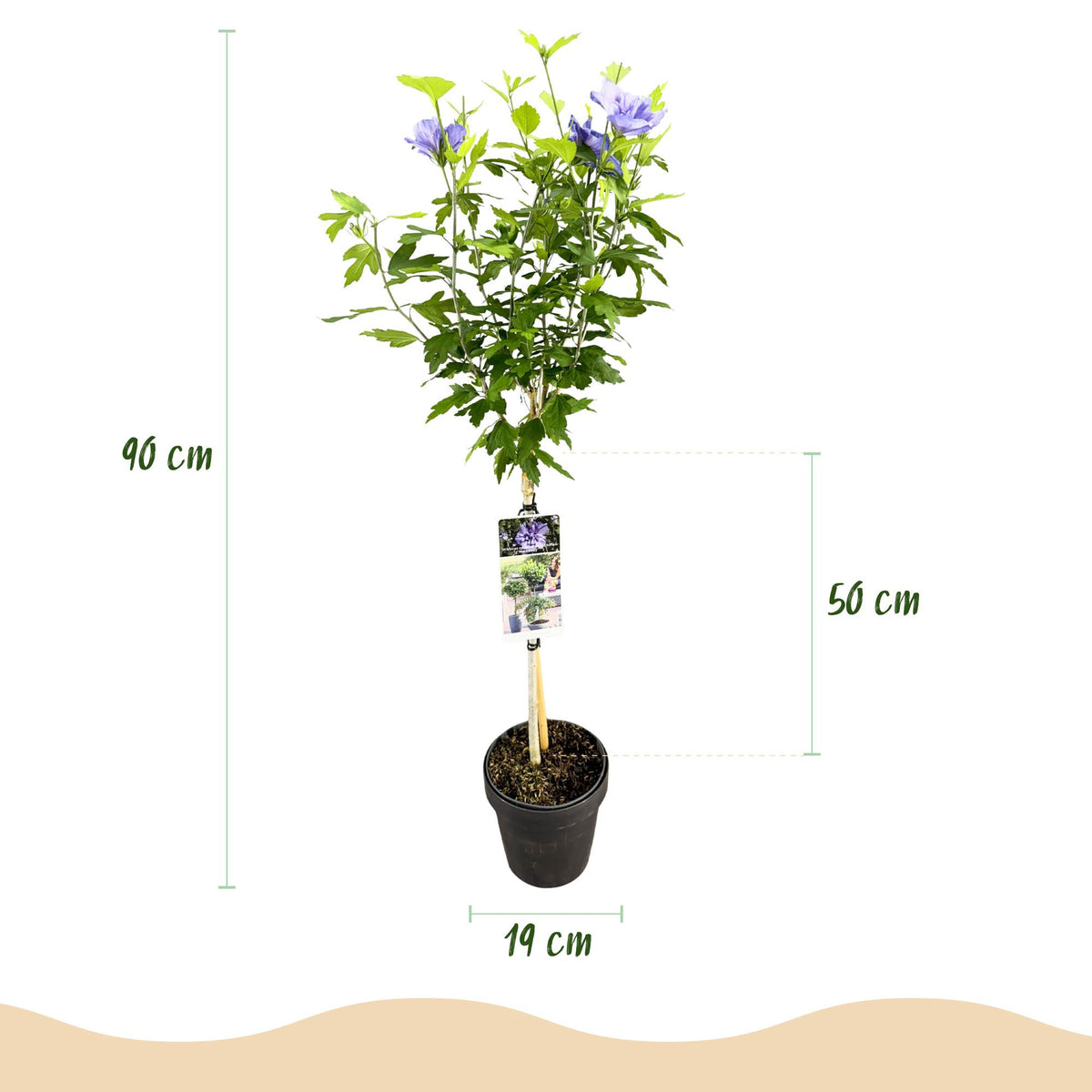 Hibiscus syriacus Blue Chiffon®, groene bladeren