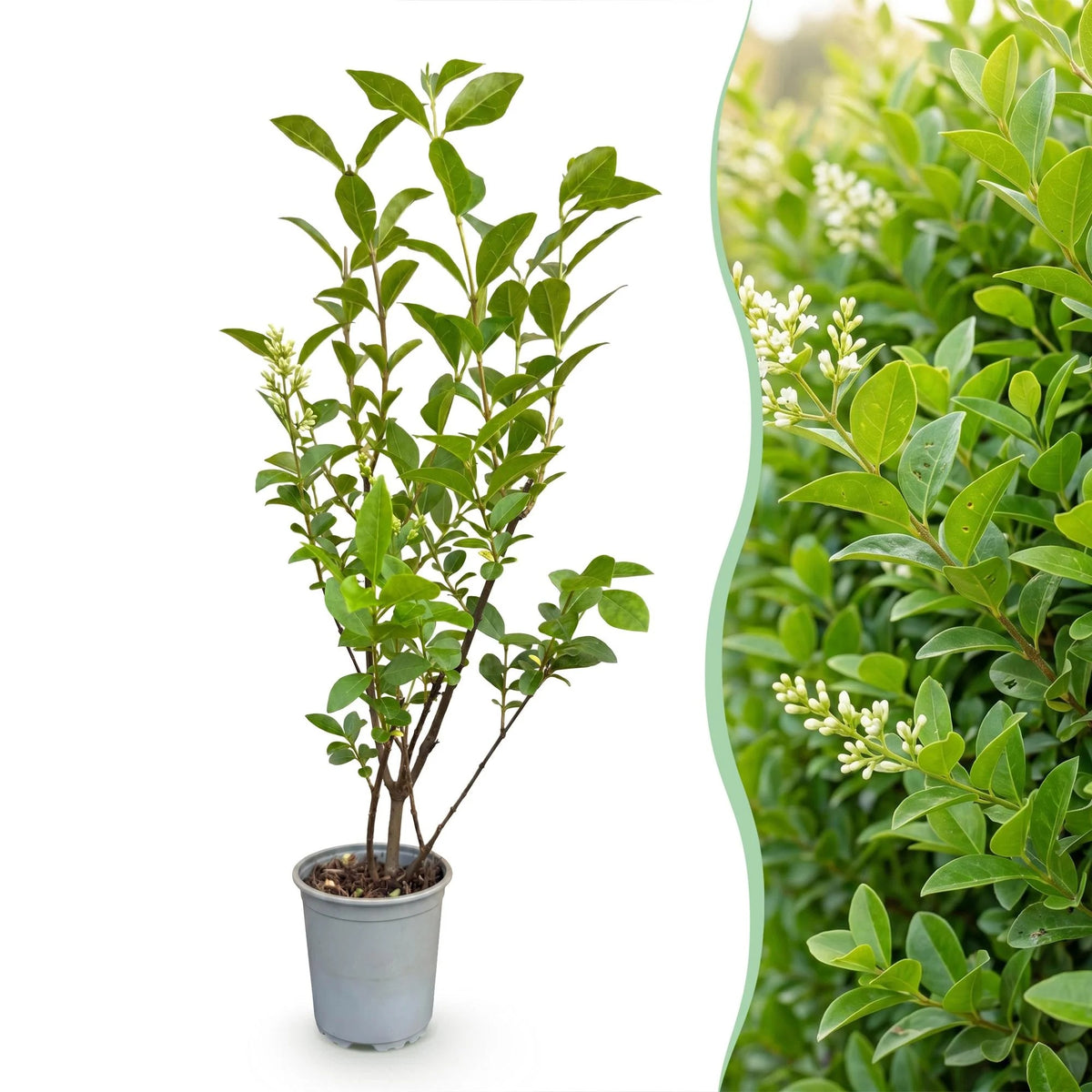 Gewone liguster, detail van het blad