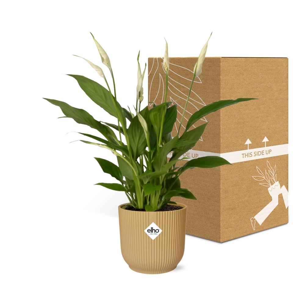 Detailfoto van Spathiphyllum Torelli in ELHO Vibes Fold geel