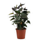 Detailfoto van Anthurium Black Love In Transparant Sleeve