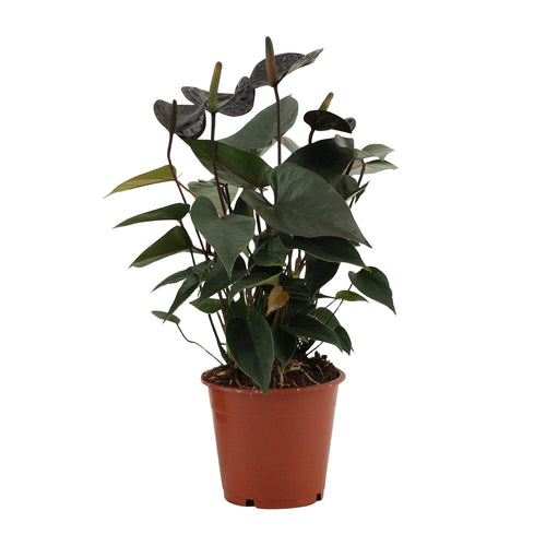 Detailfoto van Anthurium Black Love In Transparant Sleeve
