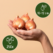 Bloembollen uit Holland, Bulbs From Holland, foto 4