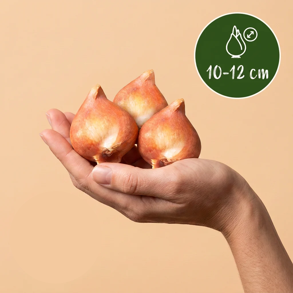Bloembollen uit Holland, Bulbs From Holland, foto 4