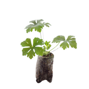Geranium pluggen, kweek een kleurrijke tuin, 6 stuks