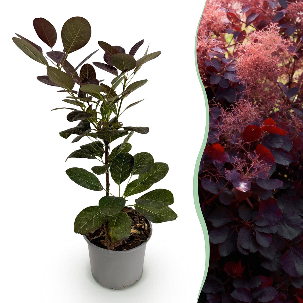 Cotinus coggyria Royal Purple, plant in pot