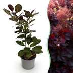 Cotinus coggyria Royal Purple, plant in pot