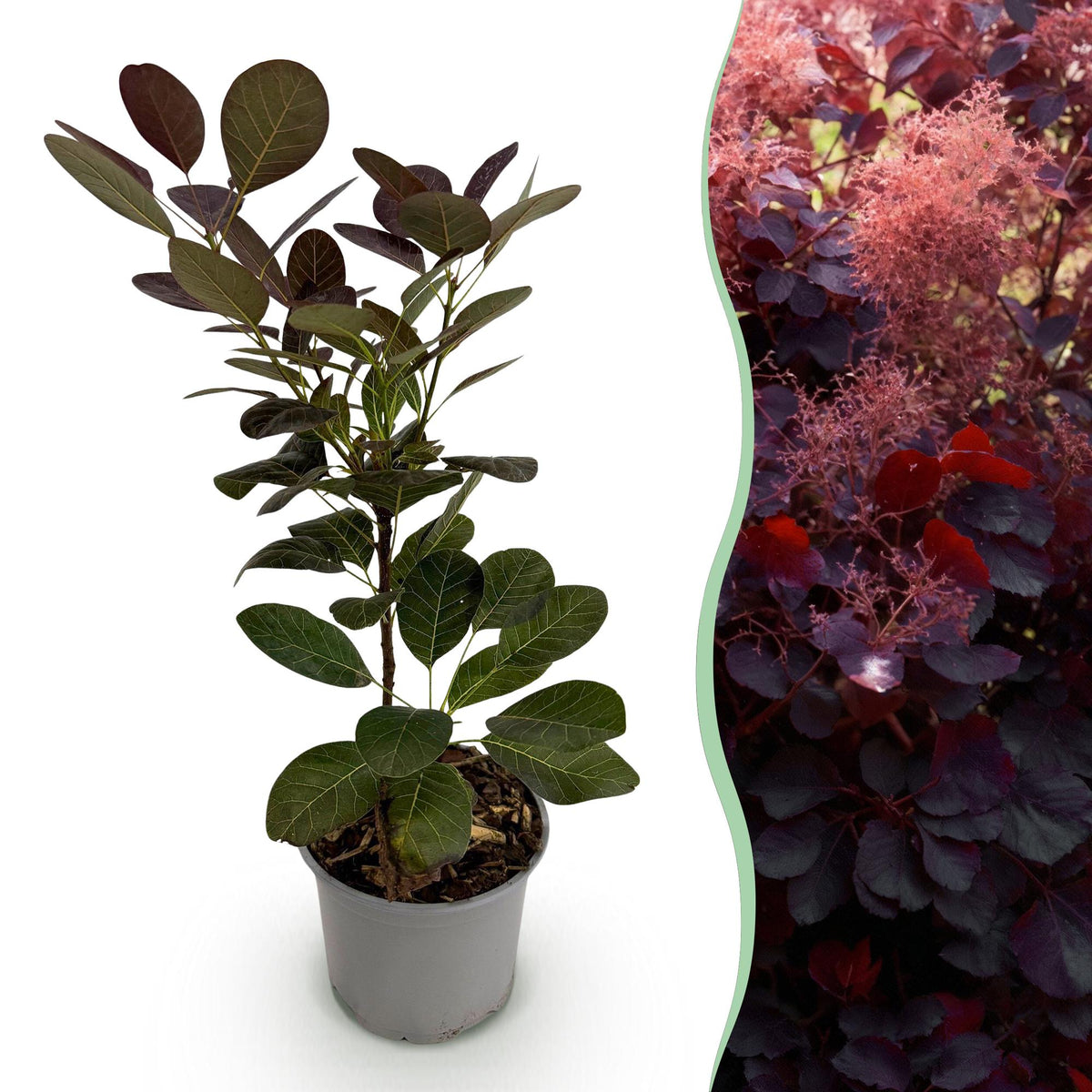 Cotinus coggyria Royal Purple, plant in pot