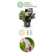 Rhododendron Bloombux &