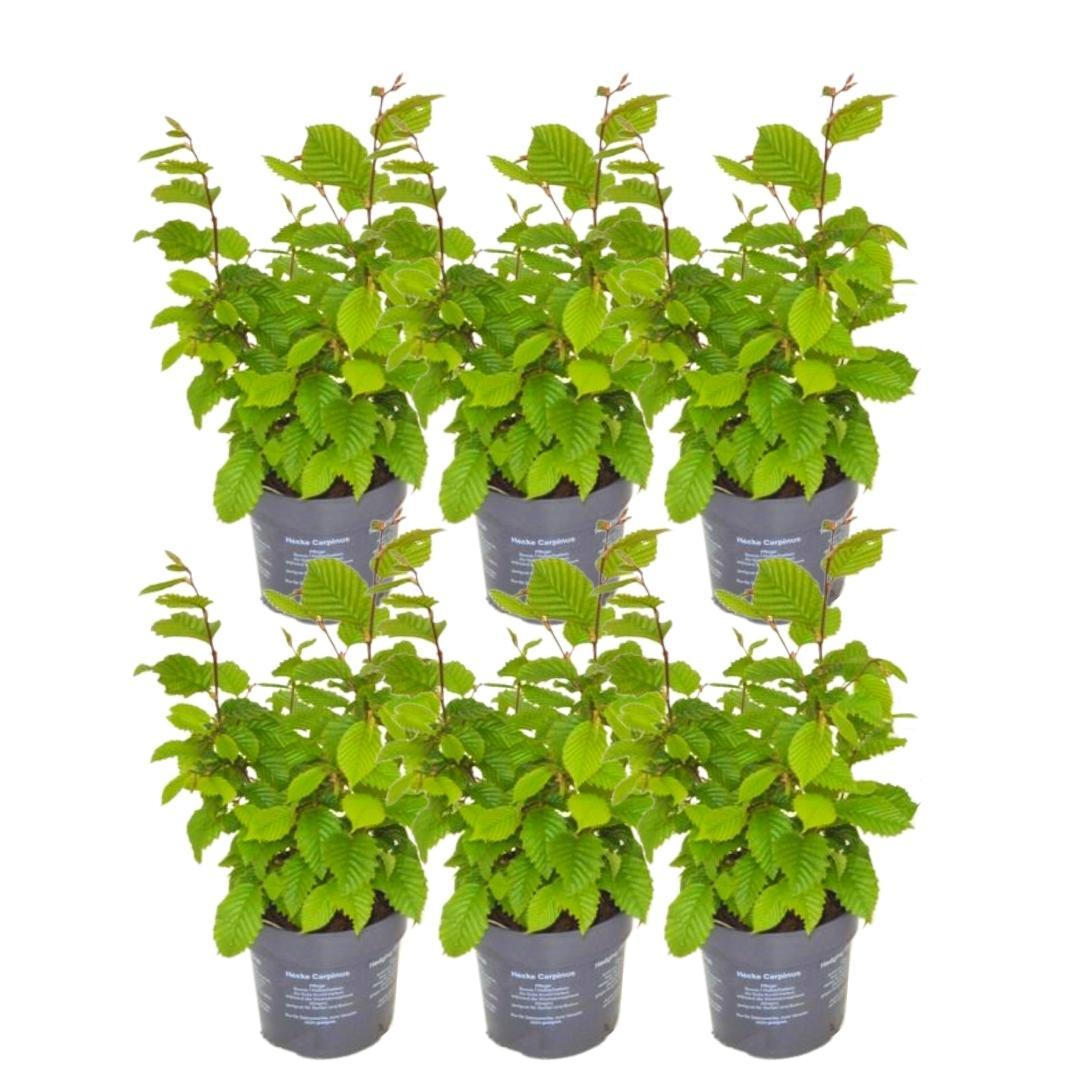 Productafbeelding van Pureplant