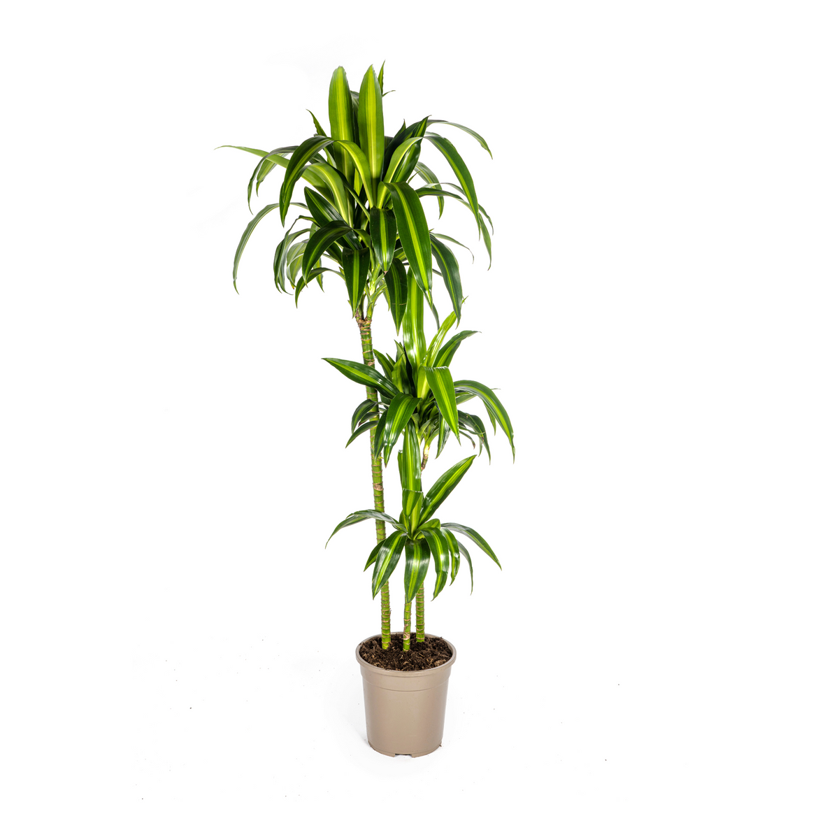 Dracaena Deremensis Hawaiian Sunshine, plant in pot