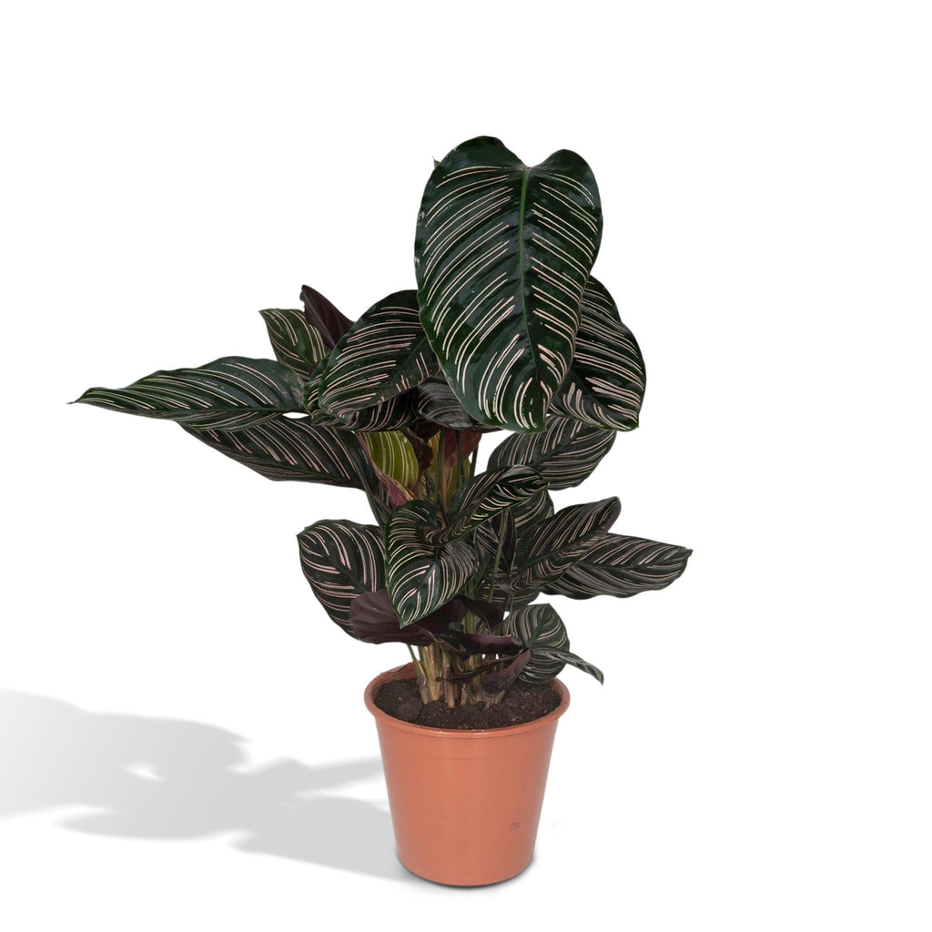 Calathea ornata, kamerplant met gestreept blad, 75 cm hoog, detail van het blad