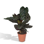 Calathea ornata, kamerplant met gestreept blad, 75 cm hoog, detail van het blad