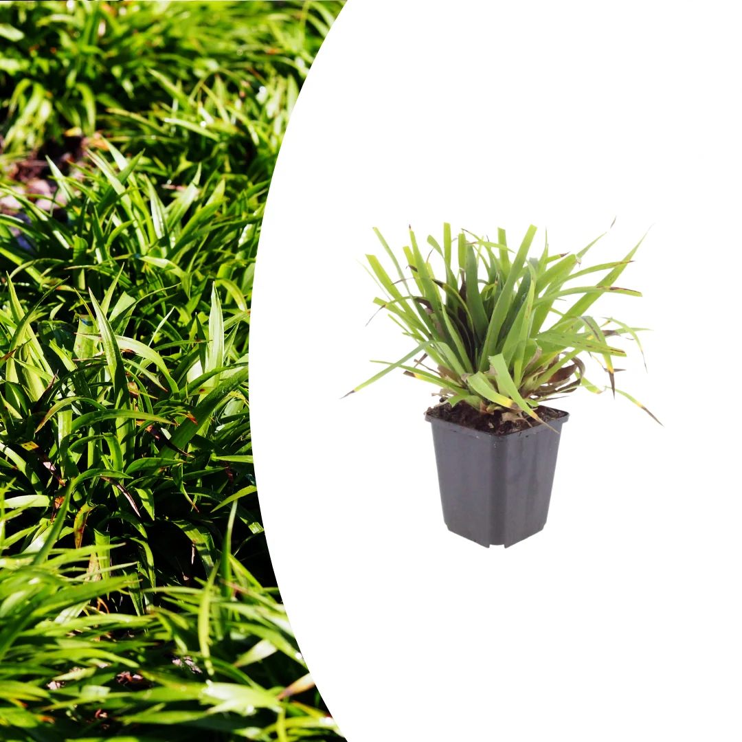 Luzula sylvatica, plant in pot