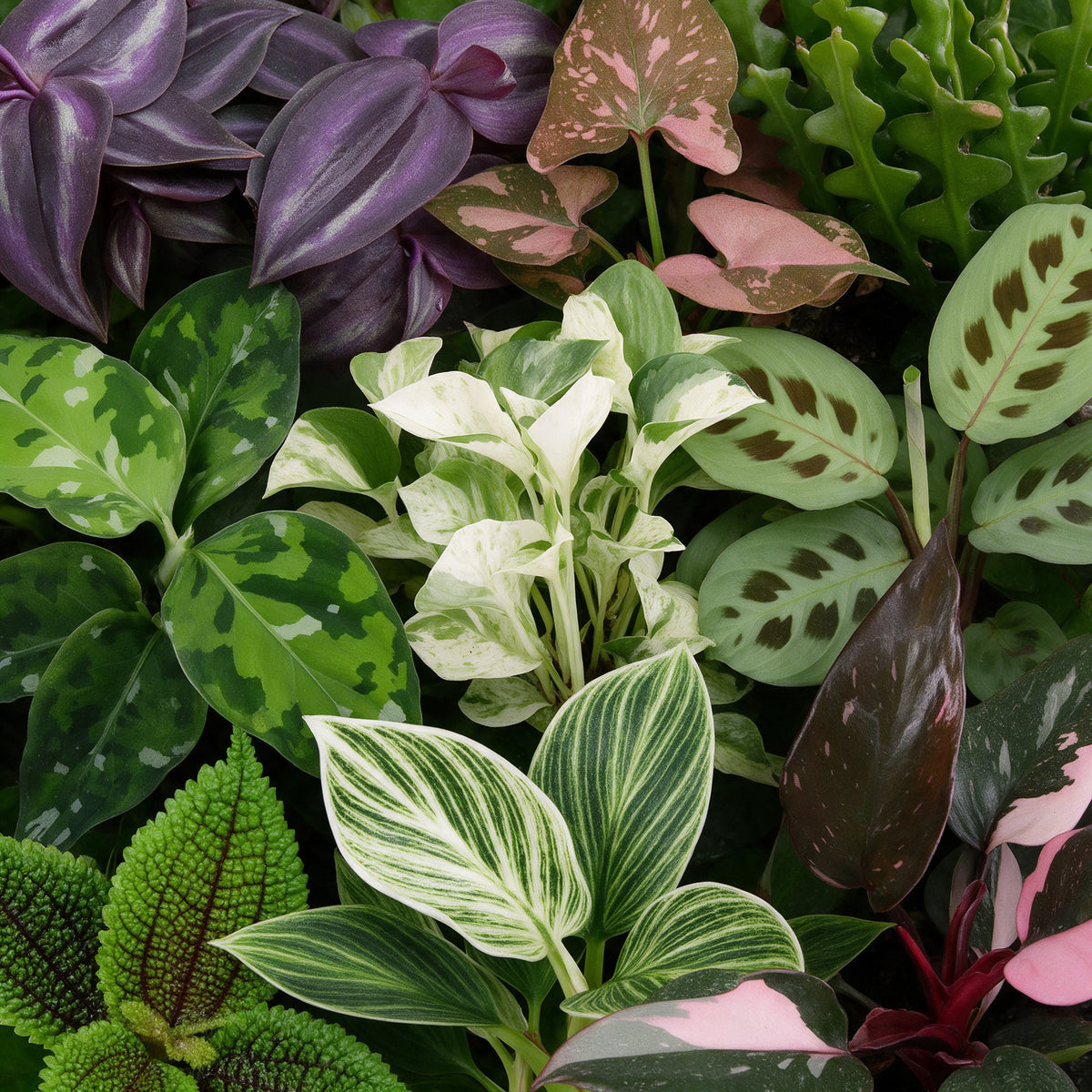 9x Baby Plants Surprise Box - Verrassingsbox kleine planten - Diversen - Tropisch - incl. Copper Reef - Ø6cm - ↕5-15cm, groeiwijze van de plant