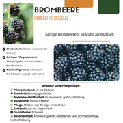 Zoete oogst trio, BIO fruitplanten mix van 3 soorten