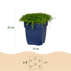 Sterrenbloem Isotoma fluviatilis, lichtblauw, geschikte tuinplant