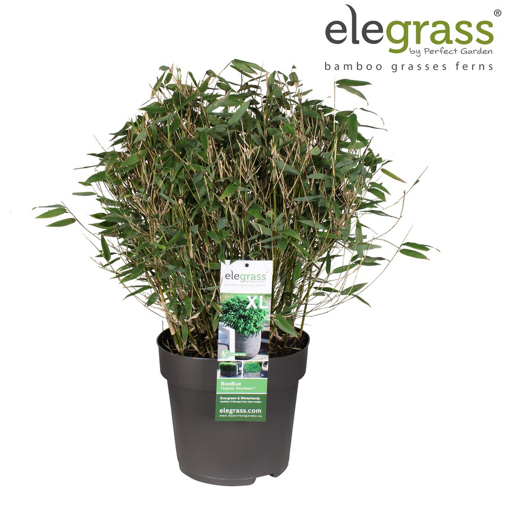 Detailfoto van Fargesia Moontears Boobux, bladhoudende bamboe voor de tuin