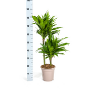 Dracaena Deremensis Green Jewel
