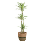 Dracaena Deremensis White Stripe met mand, plant in pot