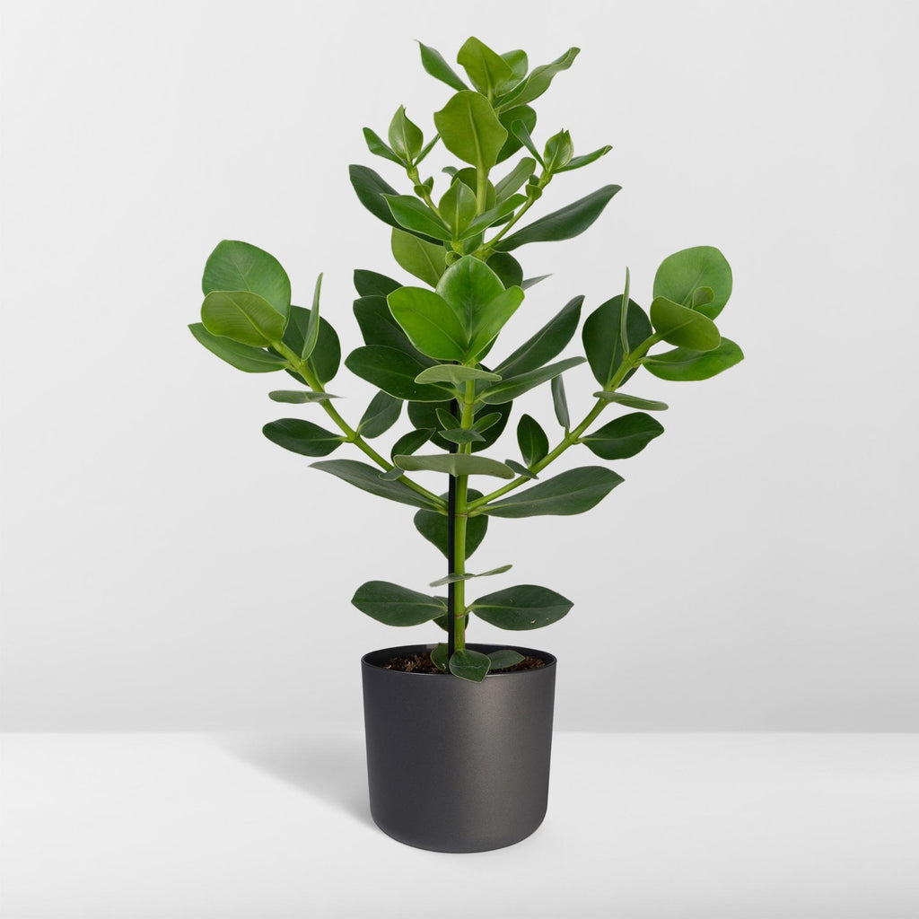 Detailfoto van Clusia rosea 'Princess', kamerplant, glanzend blad, 60 cm