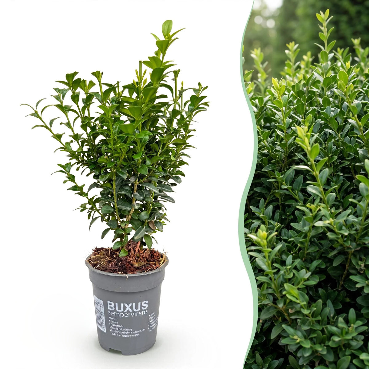 Palmboompje, plant in pot
