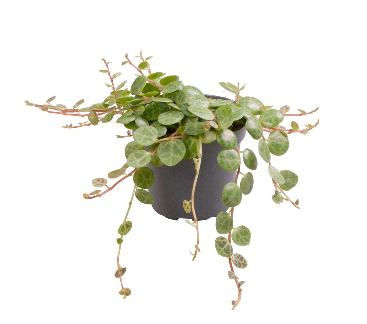 Peperomia Prostrata - Schildpadpeperomia - Groen - Tropisch, plant in pot