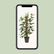 Philodendron Pedatum