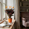 Calathea Crocata
