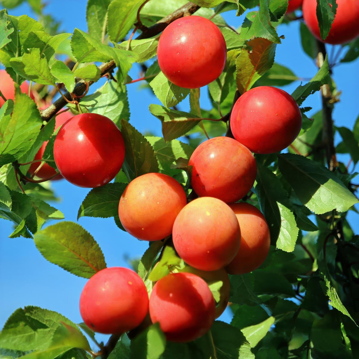 Prunus domestica Victoria, groene bladeren
