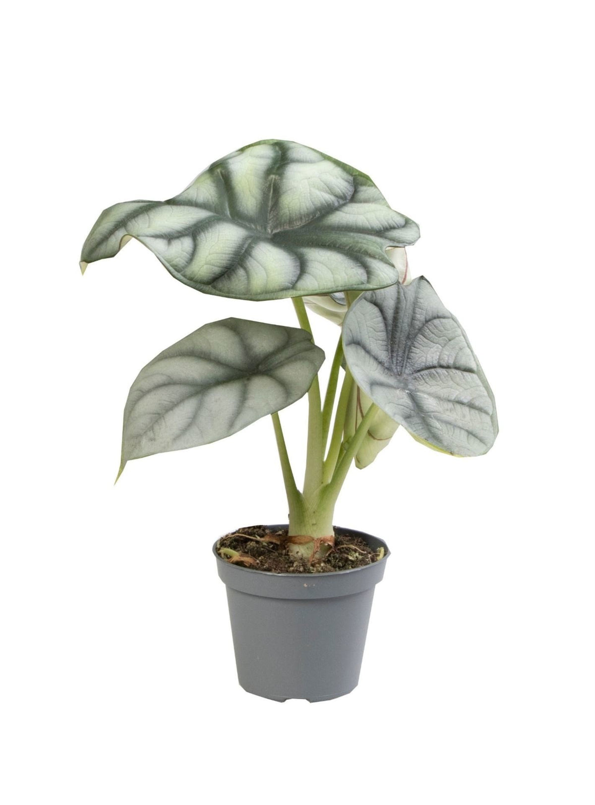 Alocasia 'Silver Dragon' - zilverdraak - babyplant, plant in pot