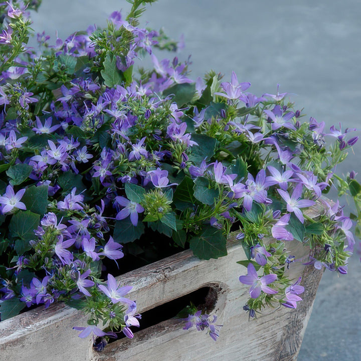 Campanula poscharskyana &