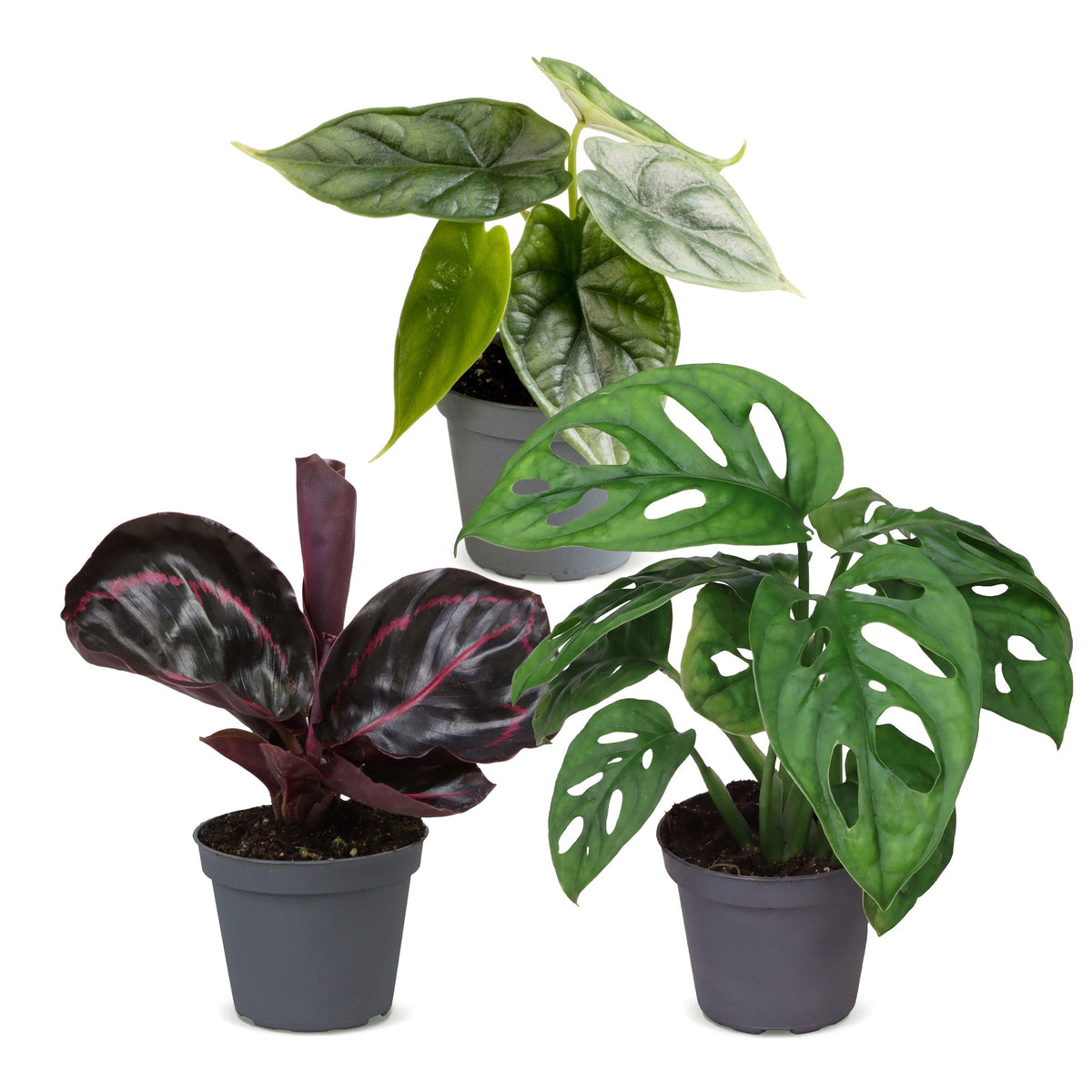 3x Baby Jungle Mix jonge tropische planten