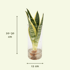 Detailfoto van Sanseviera in Cylinder glas
