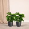 2x Monstera Monkey Leaf  - Gatenplant
