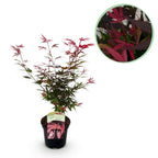 Japanse esdoorn Acer palmatum Shaina, kenmerkend blad