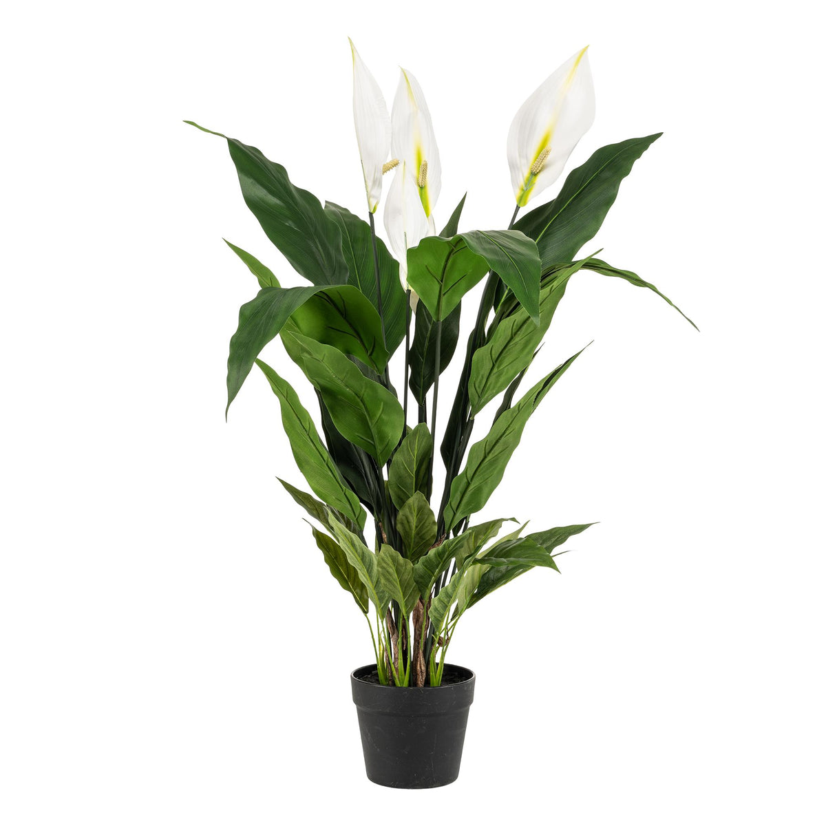 kunstplant - Spathiphyllum - Lepelplant, groeiwijze van de plant