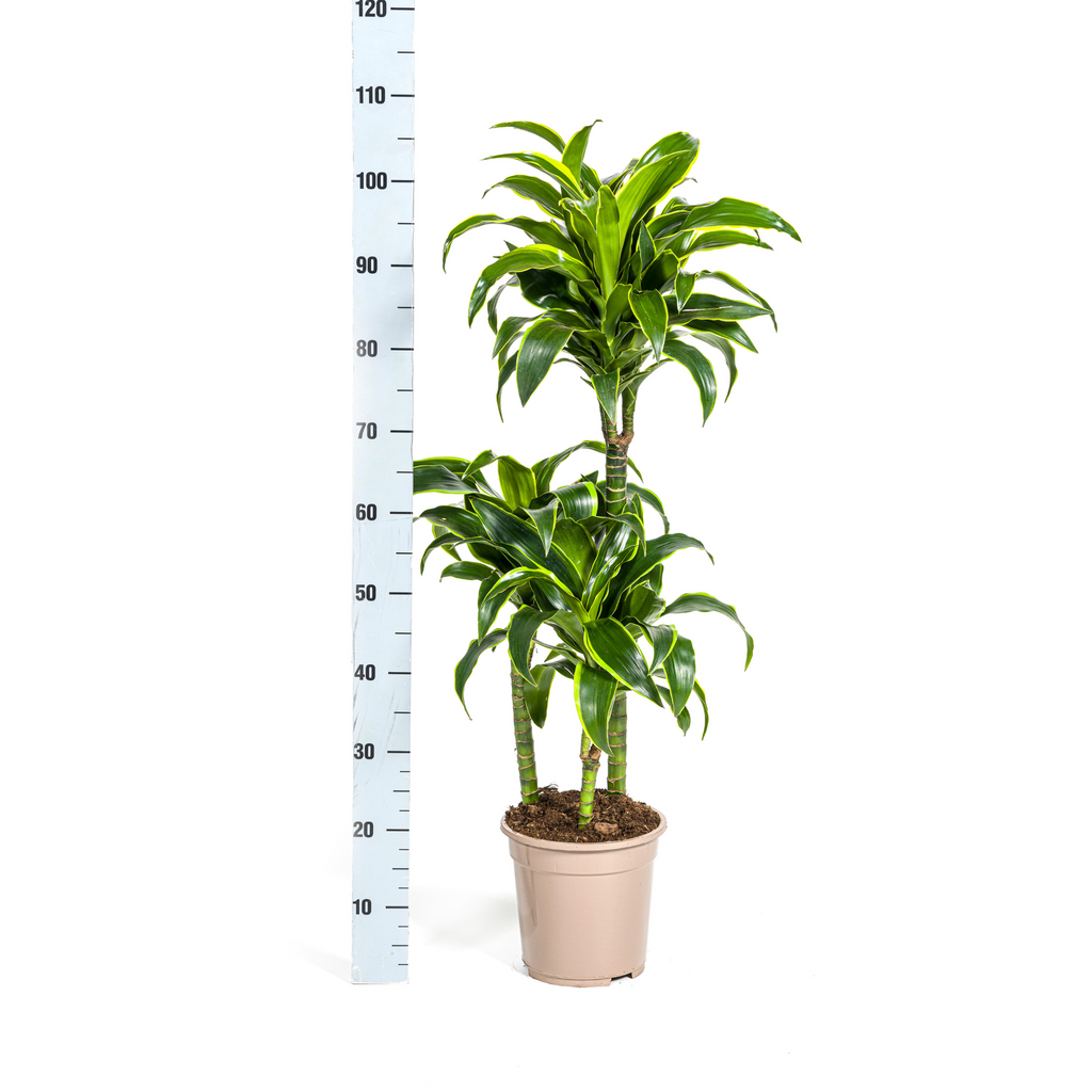 Dracaena Deremensis Dorado met mand, detail van het blad