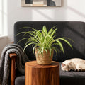 Chlorophytum comosum Variegatum met mand, plant in pot