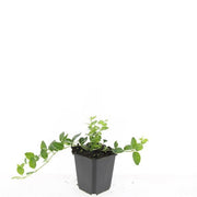 Vinca minor &