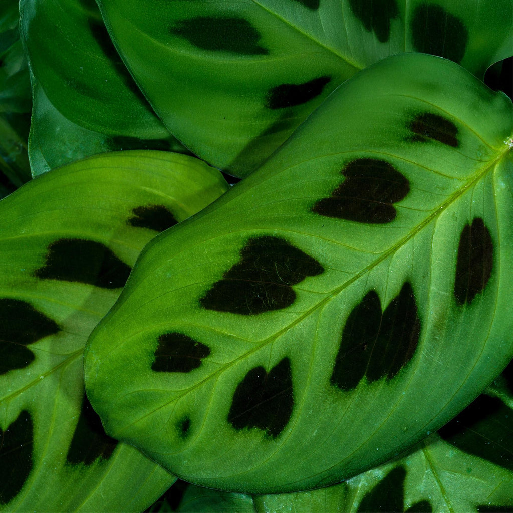 Maranta Fascinator Kerchoveana, plant in kweekpot