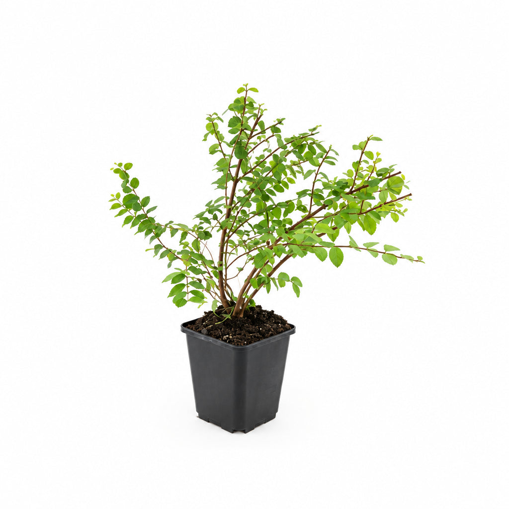 Symphoricarpos x chenaultii 'Hancock' - lage sneeuwbes, plant in pot