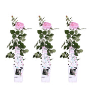 3x - Rosa Crazy in love &